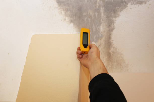 Mold Remediation for Rental Properties in Englewood, FL