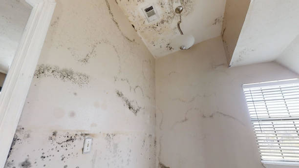 Reliable Englewood, FL Mold Removal Solutions
