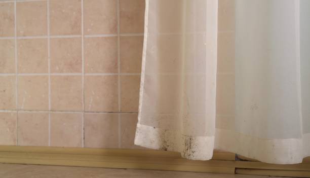 Best Mold Remediation for Healthcare Facilities  in Englewood, FL
