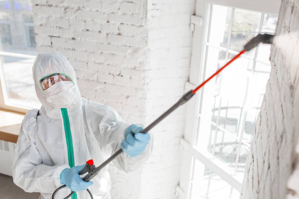 Best Attic Mold Removal  in Englewood, FL