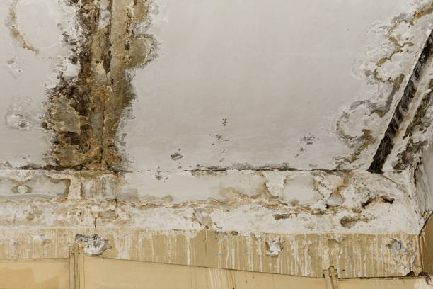 Best Commercial Mold Inspection  in Englewood, FL