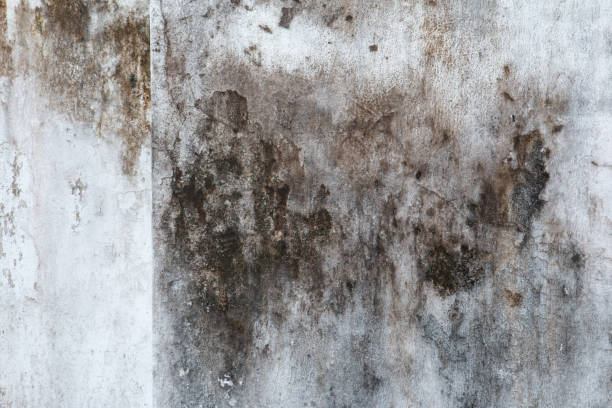 Best Crawl Space Mold Remediation  in Englewood, FL