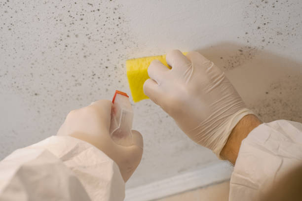 Best Mold Removal for HVAC Installations  in Englewood, FL