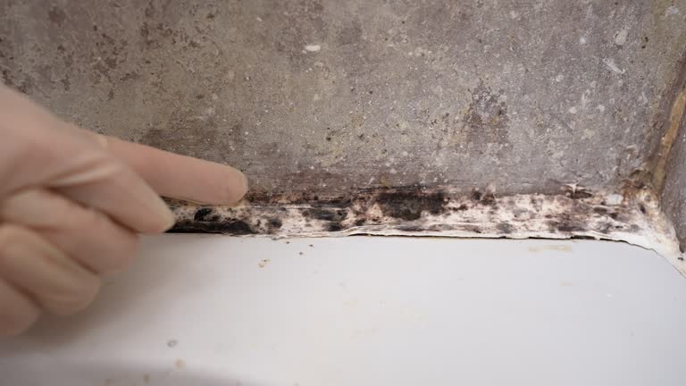 Best Industrial Mold Remediation  in Englewood, FL